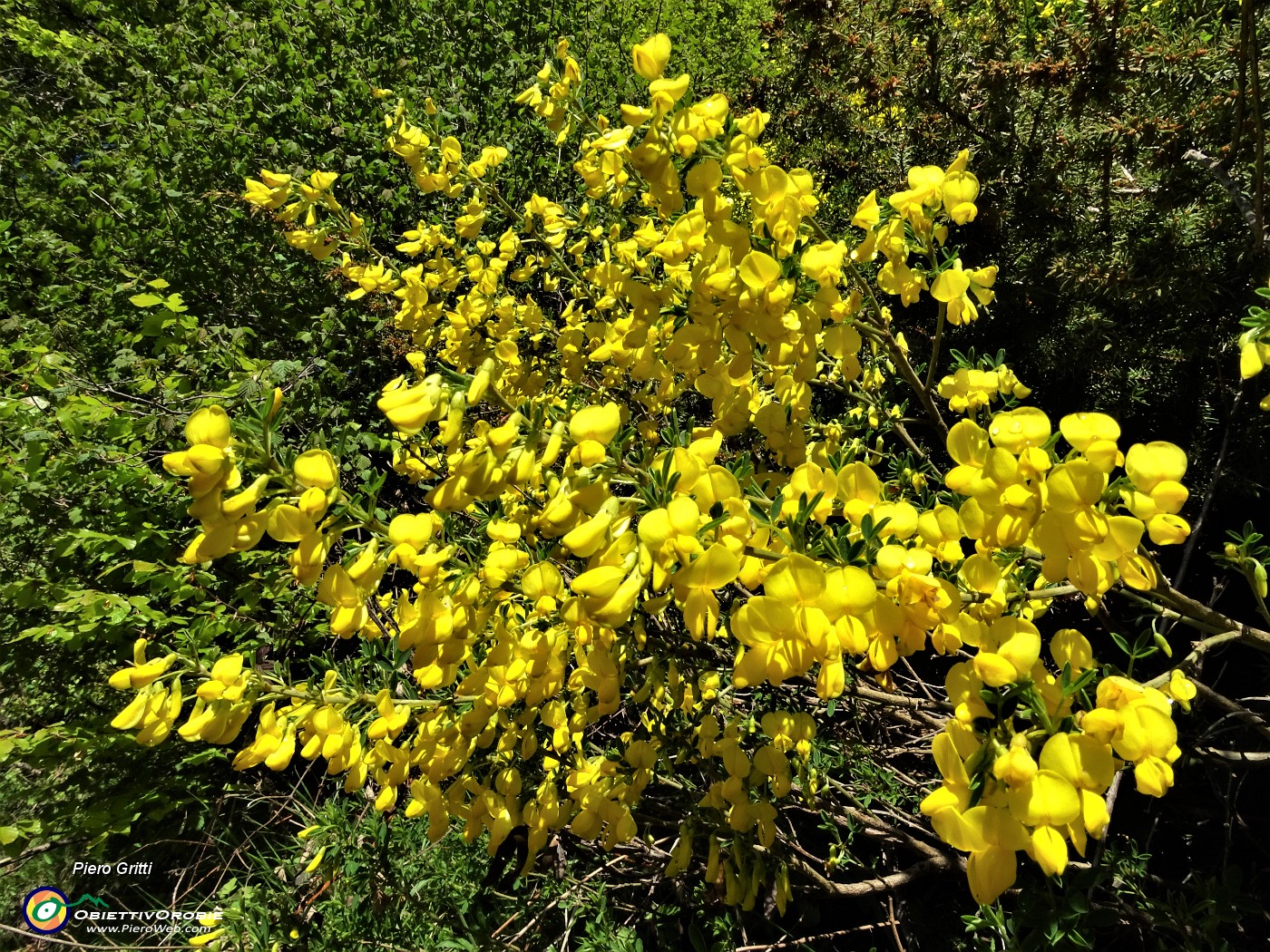 12 Fiori gialli di Ginestra.JPG